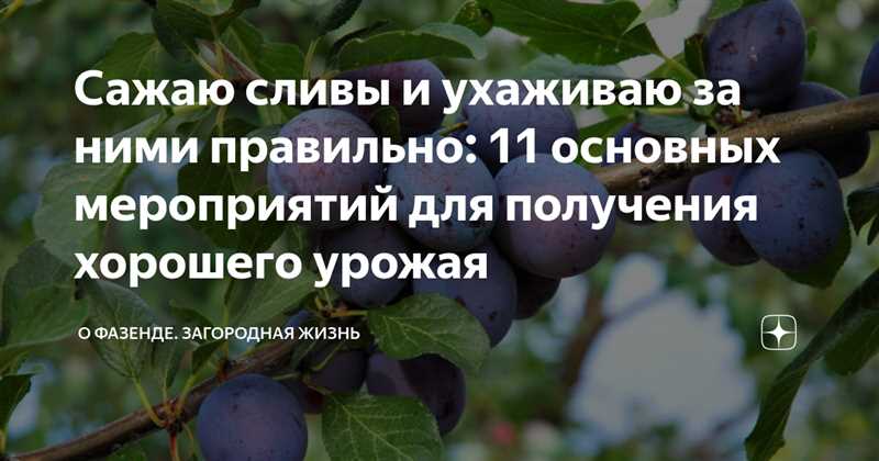 Как правильно подготовить почву для посадки растений в сентябре?